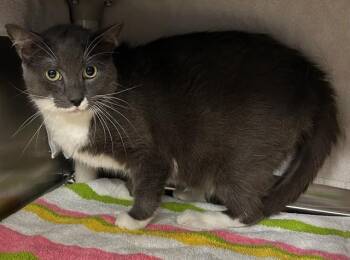 ROGUE -  Domestic Short Hair Cat for Adoption - ROGUE | PetCurious