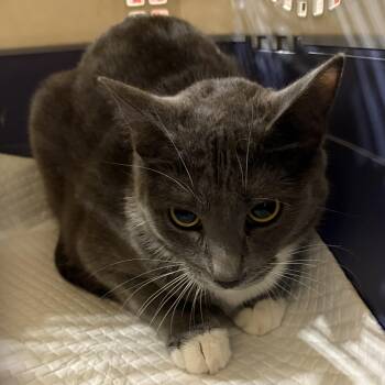 Domestic Short Hair Cats Available for Adoption in Antioch, California - Batman | PetCurious