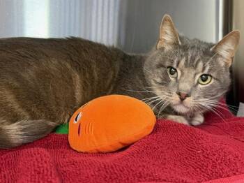 Domestic Short Hair Cats Available for Adoption - Payton A439476 | PetCurious