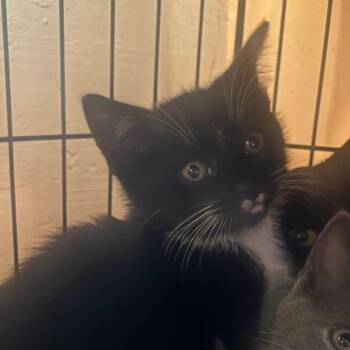 Aristotle -  Domestic Short Hair Cat for Adoption in Hudson, New York - Aristotle | PetCurious