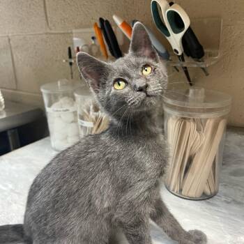 Ben ellen -  Domestic Medium Hair Cat for Adoption in Lewisburg, West Virginia - Ben Ellen | PetCurious