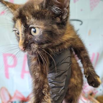 Rescue Domestic Short Hair Cats for Adoption in Lake Jackson, Texas - Paintbrush | PetCurious