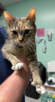 Lovina -  Domestic Short Hair Cat for Adoption in Athens, Ohio - Lovina | PetCurious