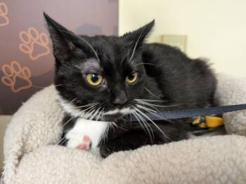 Domestic Short Hair Cats Available for Adoption in Lake Orion, Michigan - Biscuit | PetCurious