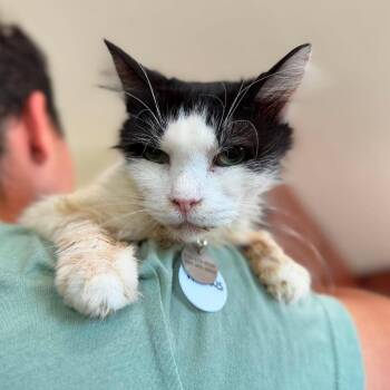 Precious -  Domestic Short Hair Cat for Adoption in Ramona, California - Precious | PetCurious