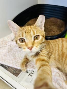 Domestic Short Hair Cats Available for Adoption - Tate | PetCurious