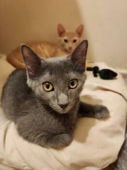 Rescue Domestic Short Hair Cats for Adoption in Berkeley Heights, New Jersey - Skye | PetCurious