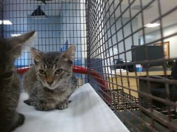 JEFF -  Domestic Short Hair Cat for Adoption in Doral, Florida - JEFF | PetCurious