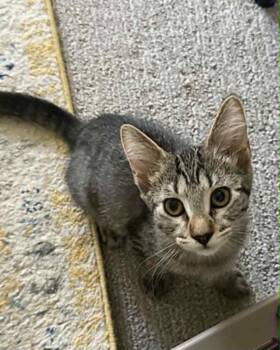 Waffles -  Domestic Short Hair Cat for Adoption in Minneapolis, Minnesota - Waffles | PetCurious