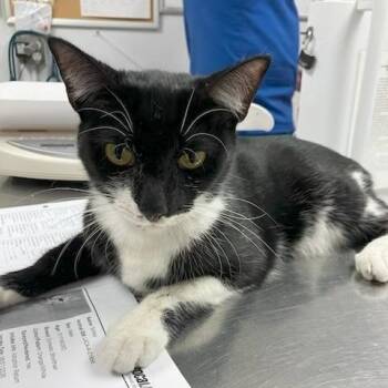 Katrina -  Domestic Short Hair Cat for Adoption in Hawthorne, California - Katrina | PetCurious