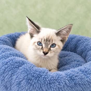 Garbanzo -  Siamese and Domestic Short Hair Cat for Adoption in Long Beach, Washington - Garbanzo | PetCurious