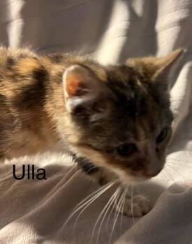 Domestic Short Hair Cats Available for Adoption - Ulla | PetCurious