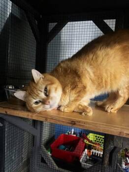 CHEDDAR -  Domestic Short Hair Cat for Adoption in Pegram, Tennessee - CHEDDAR | PetCurious