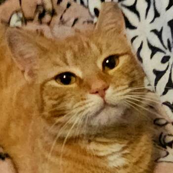 Domestic Short Hair Cats Available for Adoption - Heidi (Sweet Girl) | PetCurious
