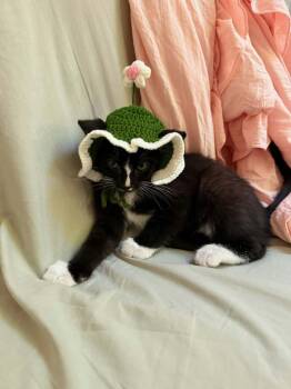Dax -  Domestic Short Hair Cat for Adoption in Gladstone, Oregon - Dax | PetCurious