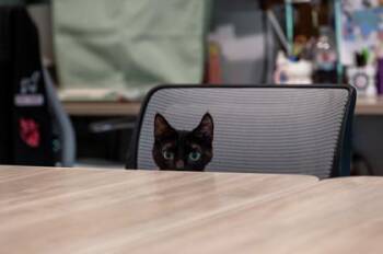 Tag -  Domestic Short Hair Cat for Adoption in East Amwell Township, New Jersey - Tag | PetCurious