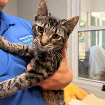 McFlurry -  Domestic Short Hair Cat for Adoption in Franklin, North Carolina - McFlurry | PetCurious