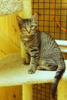 Domestic Short Hair Cats Available for Adoption in Urbana, Ohio - Rumble | PetCurious
