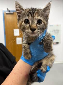Domestic Short Hair Cats Available for Adoption in Hartsville, South Carolina - Skyla | PetCurious