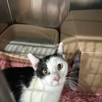 Natasha -  Domestic Short Hair Cat for Adoption in Fairmont, West Virginia - Natasha | PetCurious