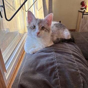 Rescue Domestic Short Hair Cats for Adoption in Buffalo, Minnesota - Glitter | PetCurious