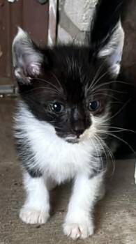 Domestic Long Hair Cats Available for Adoption in New Braunfels, Texas - Morgana | PetCurious