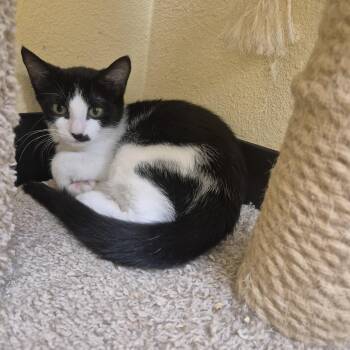 Scallop -  Domestic Short Hair Cat for Adoption in Schertz, Texas - Scallop | PetCurious