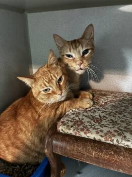 Poppet -  Domestic Short Hair Cat for Adoption in Ferndale, Michigan - Poppet | PetCurious