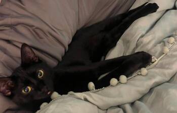 Toothless -  Domestic Short Hair Cat for Adoption in Chicago, Illinois - Toothless | PetCurious
