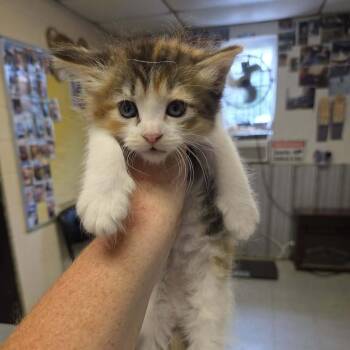 Jubilee -  Domestic Short Hair Cat for Adoption in Madison, Wisconsin - Jubilee | PetCurious
