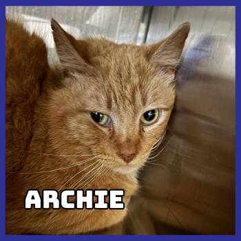 Domestic Short Hair Cats Available for Adoption in Glenwood, Minnesota - Archie | PetCurious