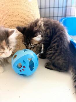 Domestic Long Hair Cats Available for Adoption in Algona, Iowa - PATRICK | PetCurious