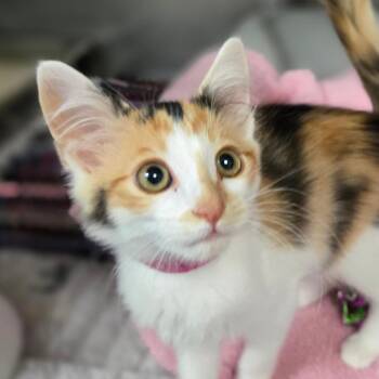 Opera -  Domestic Short Hair Cat for Adoption in San Jacinto, California - Opera | PetCurious