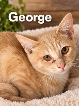 George -  Domestic Short Hair Cat for Adoption in Loogootee, Indiana - George | PetCurious