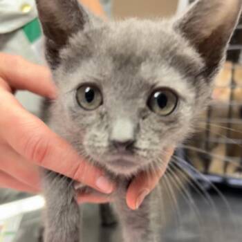 Jane -  Domestic Short Hair Cat for Adoption in Newport, North Carolina - Jane | PetCurious