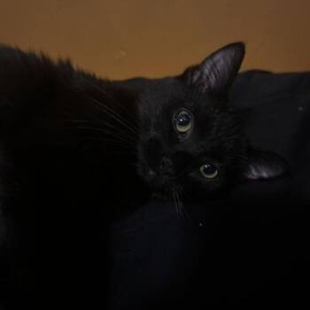 Roobs C11874 -  Domestic Short Hair Cat for Adoption - Roobs C11874 | PetCurious