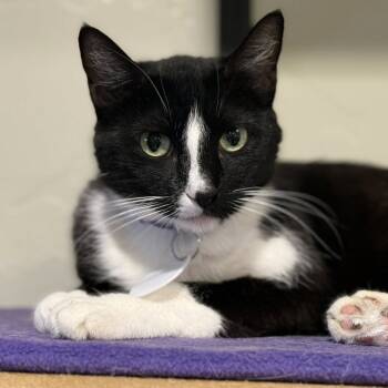 Rescue Domestic Short Hair Cats for Adoption in Tucson, Arizona - Billow | PetCurious