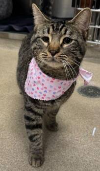 Tabby and Domestic Short Hair Cats Available for Adoption - Frosty | PetCurious