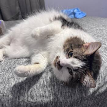 Domestic Long Hair Cats Available for Adoption - Mashayla | PetCurious