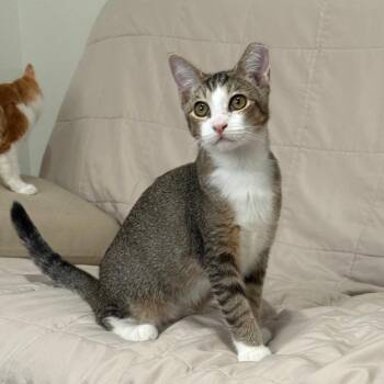 Bedtime -  Domestic Short Hair Cat for Adoption in Los Angeles, California - Bedtime | PetCurious