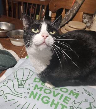 Rescue Domestic Short Hair Cats for Adoption in Youngtown, Arizona - Ayana | PetCurious