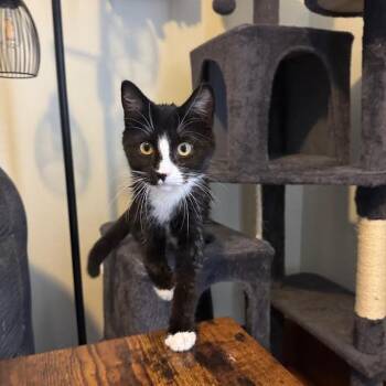 Domestic Short Hair Cats Available for Adoption - Reginald | PetCurious