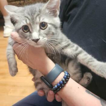 Fancy -  Domestic Short Hair Cat for Adoption in Ringtown, Pennsylvania - Fancy | PetCurious