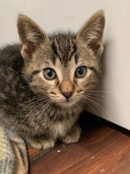 Domestic Short Hair Cats Available for Adoption in Dayton, Minnesota - Horace (purple) | PetCurious