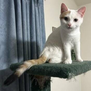 Rosie -  Domestic Short Hair Cat for Adoption in Devils Lake, North Dakota - Rosie | PetCurious