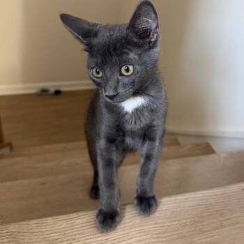 Goose -  Domestic Short Hair Cat for Adoption in Waxhaw, North Carolina - Goose | PetCurious