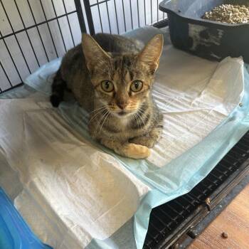 America -  Domestic Short Hair Cat for Adoption in Corbin, Kentucky - America | PetCurious