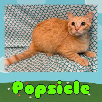 Domestic Short Hair Cats Available for Adoption in Royse City, Texas - Popsicle | PetCurious