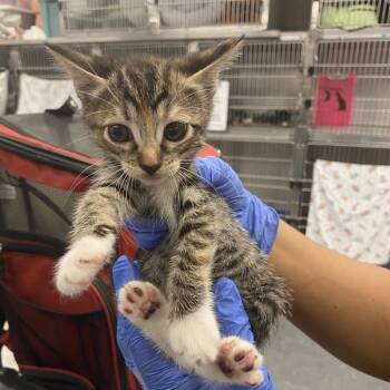 Rescue Domestic Short Hair Cats for Adoption in Spokane, Washington - Cucumber | PetCurious