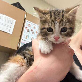 Domestic Short Hair Cats Available for Adoption in Bristol, Indiana - Clover | PetCurious